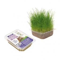 Hierba Natural para Gatos Nayeco