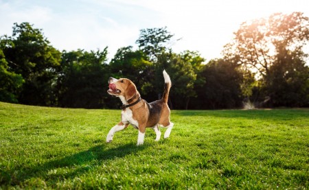 Panleucopenia Felina: Una Guía Completa sobre esta Enfermedad Mortal