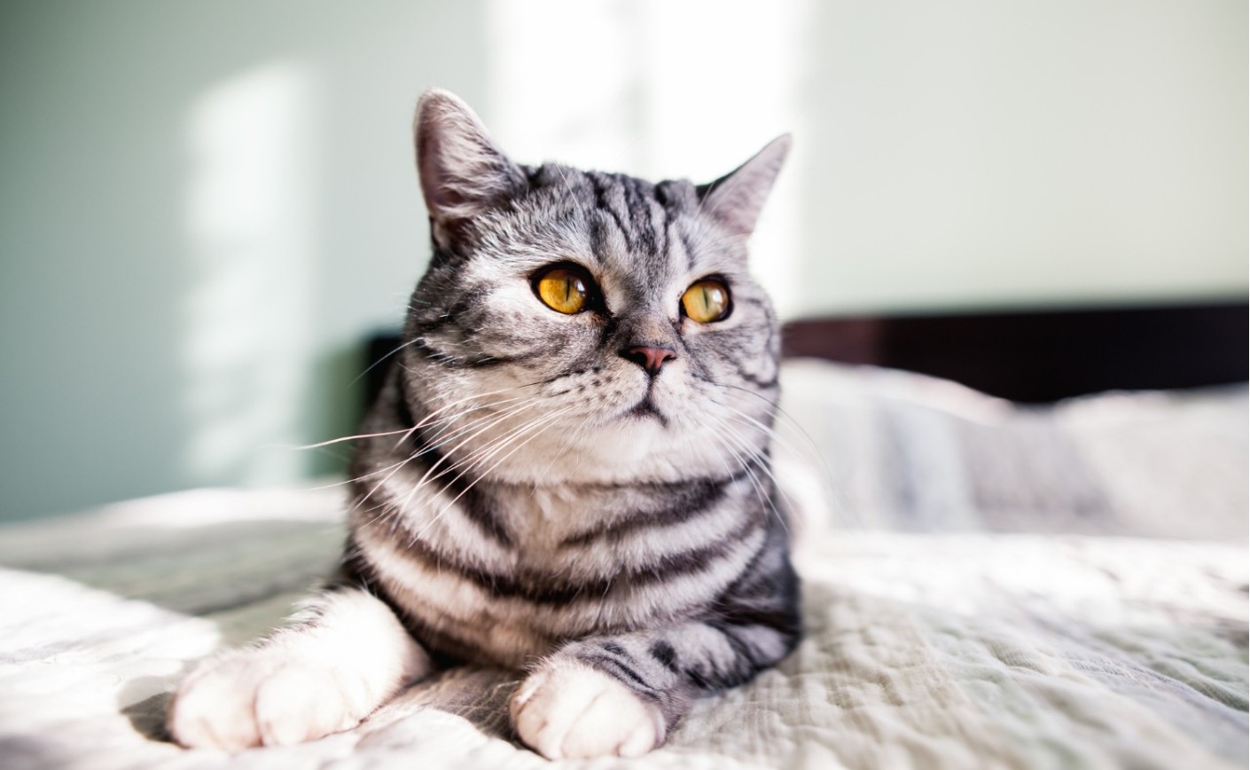 Guía completa sobre la Rinotraqueitis Viral Felina: Síntomas, Tratamiento y Prevención